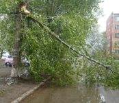 Дерево упало в Микрорайоне Бердска на внутриквартальную дорогу