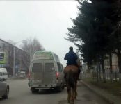 Видеофакт: Одна лошадиная сила на центральной улице Бердска