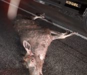 Фотофакт: На федеральной трассе под Бердском «Тойота» насмерть сбила лося