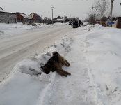 Сбил насмерть собаку и перевернул автомобиль житель Бердска