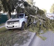 Ветка муниципальной берёзы упала на частный автомобиль в Бердске