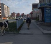 В Искитиме у ЗАГСа прогулялись бык и корова