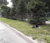В центре Бердска авто сбил насмерть бездомного пса