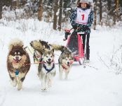 Гонки на собачьих упряжках: 12 января на  «Метелице» в Бердске