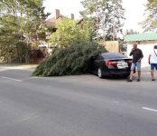 Уничтожила сосну автоледи на Toyota Camry в Бердске