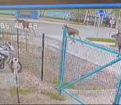 Три лося посетили Бердск рано утром в День Победы