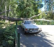 Засохшая берёза рухнула на крышу редкого автомобиля в Бердске