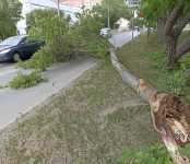 В Бердске от порыва ветра рухнул на дорогу развесистый клён